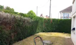 Haie après taillage Haie taillée